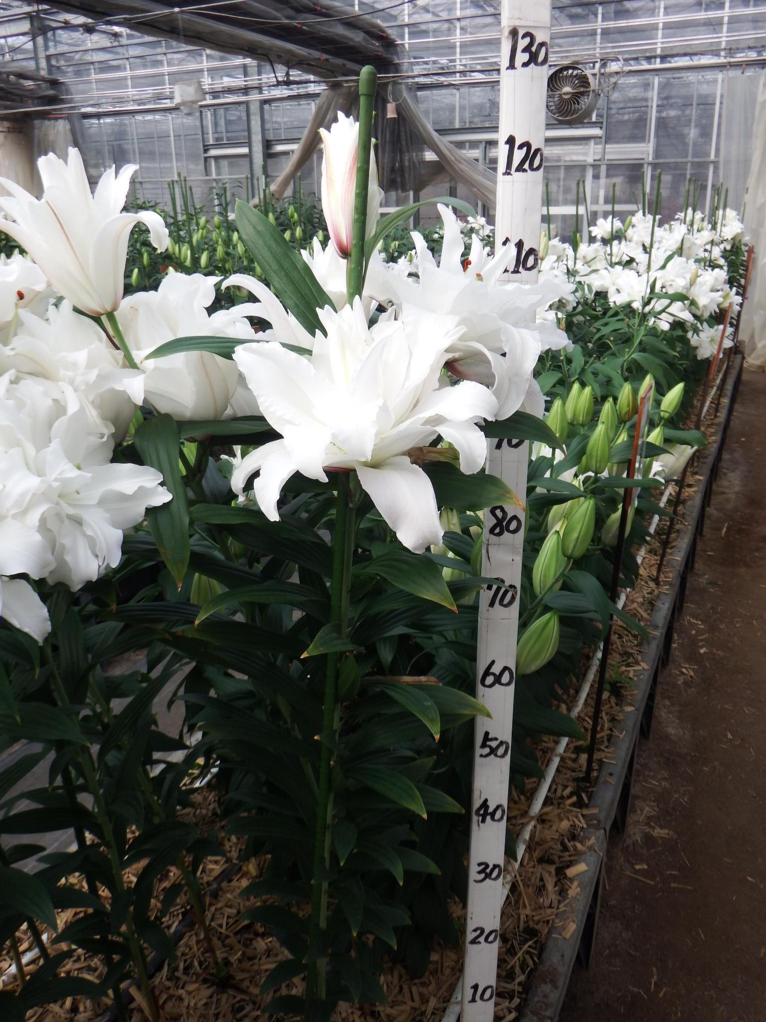 RL アンジェラ(八重)